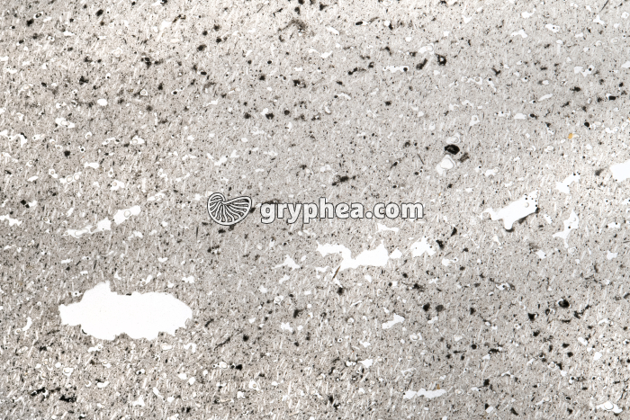 Andésite bulleuse LPNA x1,7 - gryphea.org